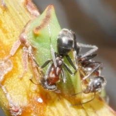 Iridomyrmex sp. (genus) at Freshwater Creek, VIC - 19 Feb 2024