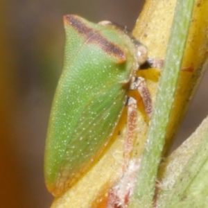 Sextius virescens at Freshwater Creek, VIC - 19 Feb 2024