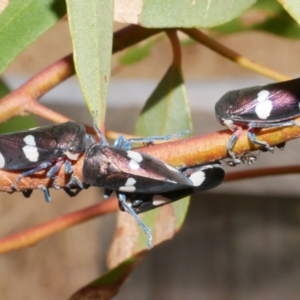 Eurymela fenestrata at Freshwater Creek, VIC - 19 Feb 2024