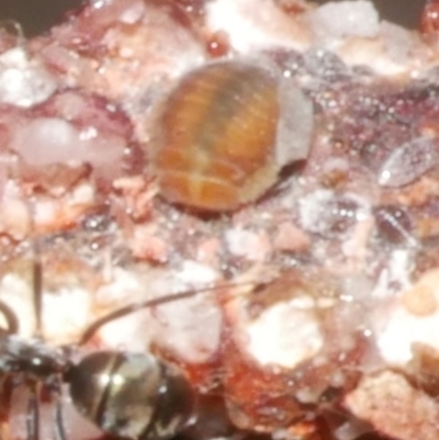 Unverified Insect at Freshwater Creek, VIC - 19 Feb 2024 by WendyEM