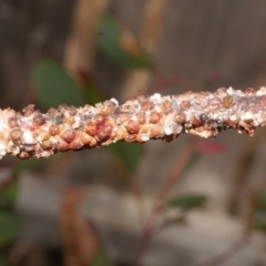 Unidentified Scale insect or Mealybug (Hemiptera, Coccoidea) at Freshwater Creek, VIC - 19 Feb 2024 by WendyEM