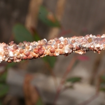 Eriococcus coriaceus (Gumtree Scale) at Freshwater Creek, VIC - 19 Feb 2024 by WendyEM