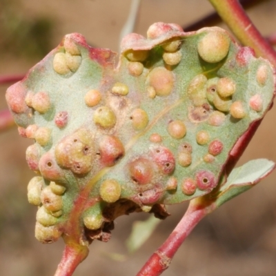 Eucalyptus insect gall at WendyM's farm at Freshwater Ck. - 19 Feb 2024 by WendyEM