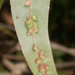 Ophelimus (genus) (Eucalyptus gall wasp) at Freshwater Creek, VIC - 19 Feb 2024 by WendyEM