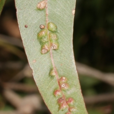 Ophelimus (genus) (Eucalyptus gall wasp) at Freshwater Creek, VIC - 19 Feb 2024 by WendyEM
