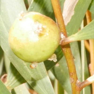 Apocrita (suborder) at WendyM's farm at Freshwater Ck. - 19 Feb 2024 by WendyEM