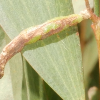 Unidentified Unidentified Insect Gall at WendyM's farm at Freshwater Ck. - 19 Feb 2024 by WendyEM