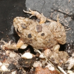 Crinia signifera at WendyM's farm at Freshwater Ck. - 19 Feb 2024 by WendyEM