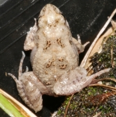 Unidentified Frog at Freshwater Creek, VIC - 19 Feb 2024 by WendyEM