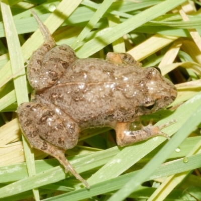 Unidentified Frog at Freshwater Creek, VIC - 19 Feb 2024 by WendyEM