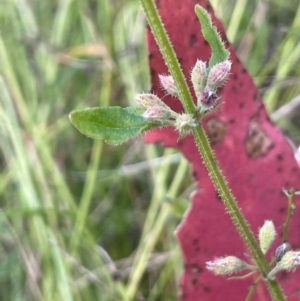 Mentha diemenica at Namadgi National Park - 3 Apr 2024 12:48 PM