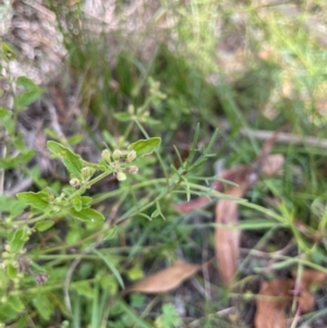 Mentha diemenica at Namadgi National Park - 3 Apr 2024 12:48 PM