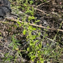 Mentha diemenica at Namadgi National Park - 3 Apr 2024