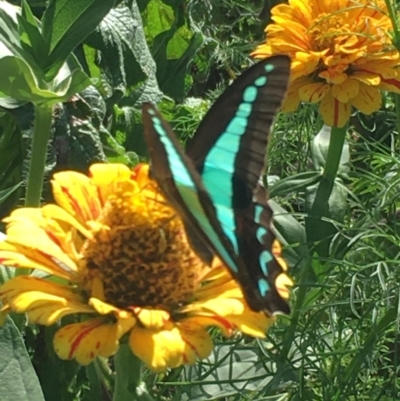 Graphium choredon (Blue Triangle) at Lower Borough, NSW - 31 Mar 2024 by mcleana