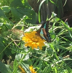 Graphium choredon at Lower Borough, NSW - 31 Mar 2024