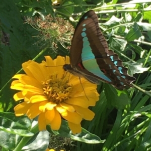 Graphium choredon at Lower Borough, NSW - 31 Mar 2024