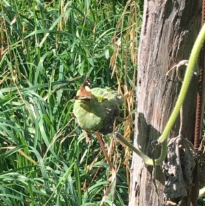 Vanessa itea at Lower Borough, NSW - 31 Mar 2024