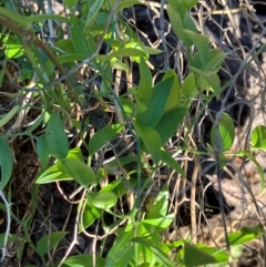 Asparagus asparagoides (Bridal Creeper, Florist's Smilax) at Hall, ACT - 3 Apr 2024 by strigo