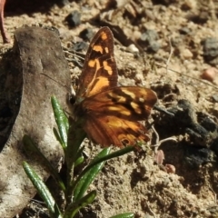 Heteronympha banksii (Banks' Brown) at Bundanoon - 3 Apr 2024 by GlossyGal