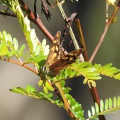 Heteronympha banksii at Bundanoon - 3 Apr 2024