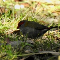 Neochmia temporalis (Red-browed Finch) at Bundanoon, NSW - 2 Apr 2024 by GlossyGal