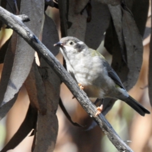 Melithreptus brevirostris at Bundanoon - 3 Apr 2024