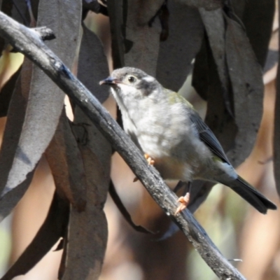 Melithreptus brevirostris (Brown-headed Honeyeater) at Wingecarribee Local Government Area - 3 Apr 2024 by GlossyGal