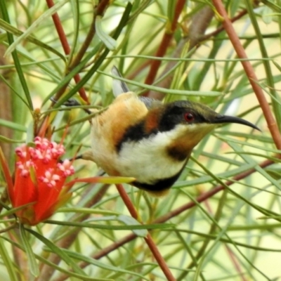 Acanthorhynchus tenuirostris (Eastern Spinebill) at Wingecarribee Local Government Area - 3 Apr 2024 by GlossyGal
