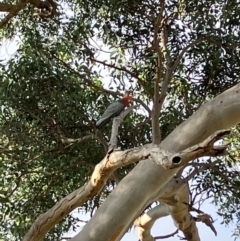 Callocephalon fimbriatum (Gang-gang Cockatoo) at Lyons, ACT - 3 Apr 2024 by RobynS