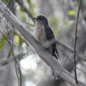 Cacomantis flabelliformis at Bundanoon - 3 Apr 2024