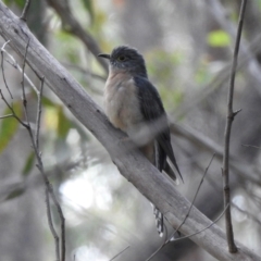 Cacomantis flabelliformis (Fan-tailed Cuckoo) at Bundanoon, NSW - 3 Apr 2024 by GlossyGal