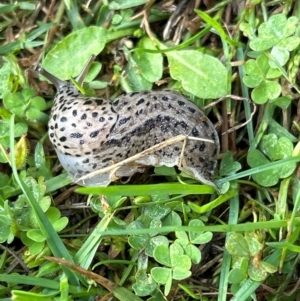 Limax maximus at Gilmore, ACT - 4 Apr 2024 08:59 AM