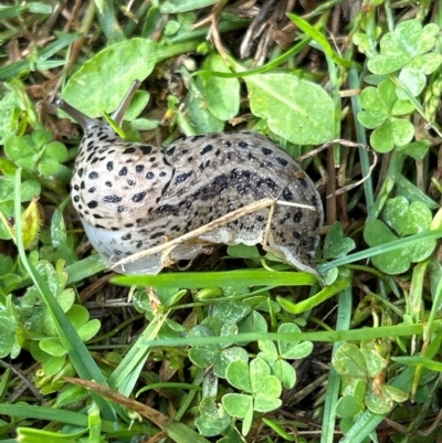 Limax maximus (Leopard Slug, Great Grey Slug) at Gilmore, ACT - 4 Apr 2024 by Melmo