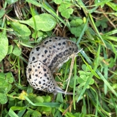 Limax maximus at Gilmore, ACT - 4 Apr 2024