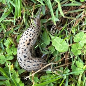 Limax maximus at Gilmore, ACT - 4 Apr 2024