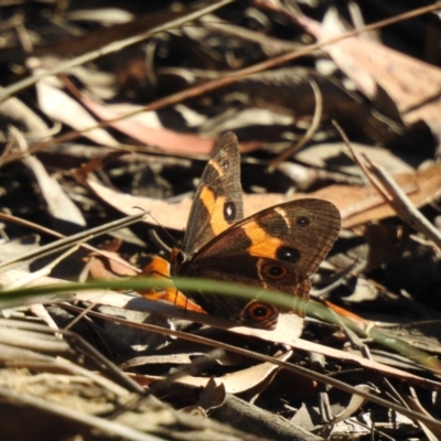 Tisiphone abeona (Varied Sword-grass Brown) at Bundanoon, NSW - 2 Apr 2024 by GlossyGal