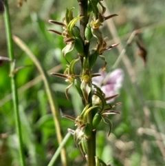 Paraprasophyllum tadgellianum (Tadgell's leek orchid) at Namadgi National Park - 12 Jan 2024 by Venture