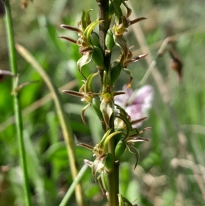 Paraprasophyllum tadgellianum at Namadgi National Park - 12 Jan 2024