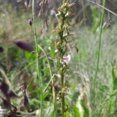 Paraprasophyllum tadgellianum at Namadgi National Park - suppressed