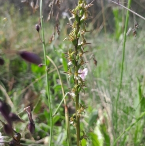 Paraprasophyllum tadgellianum at Namadgi National Park - 12 Jan 2024