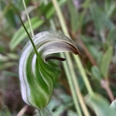 Diplodium aestivum (Long-tongued Summer Greenhood) at Namadgi National Park - 12 Jan 2024 by Venture