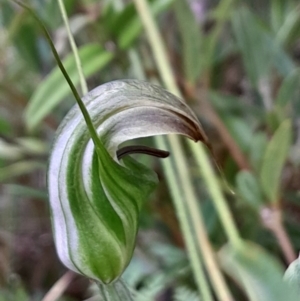 Diplodium aestivum at Namadgi National Park - 12 Jan 2024