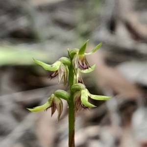 Corunastylis cornuta at Black Mountain - suppressed