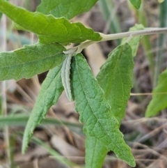 Olearia lirata at The Pinnacle - 3 Apr 2024