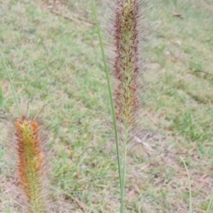 Cenchrus purpurascens (Swamp Foxtail) at McKellar, ACT - 3 Apr 2024 by WalkYonder