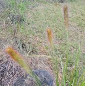 Cenchrus purpurascens at McKellar, ACT - 4 Apr 2024