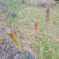 Cenchrus purpurascens at McKellar, ACT - 4 Apr 2024 09:06 AM