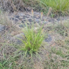 Cenchrus purpurascens at McKellar, ACT - 4 Apr 2024