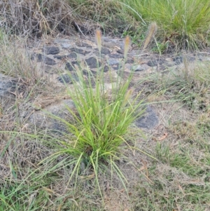 Cenchrus purpurascens at McKellar, ACT - 4 Apr 2024