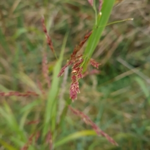 Phragmites australis at McKellar, ACT - 4 Apr 2024